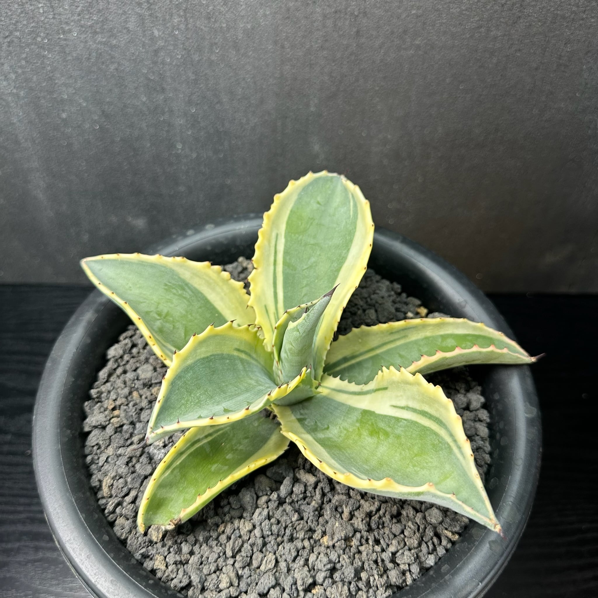 214 サルミアナ フェロックス (黄縞斑) / Salmiana ferox (yellow