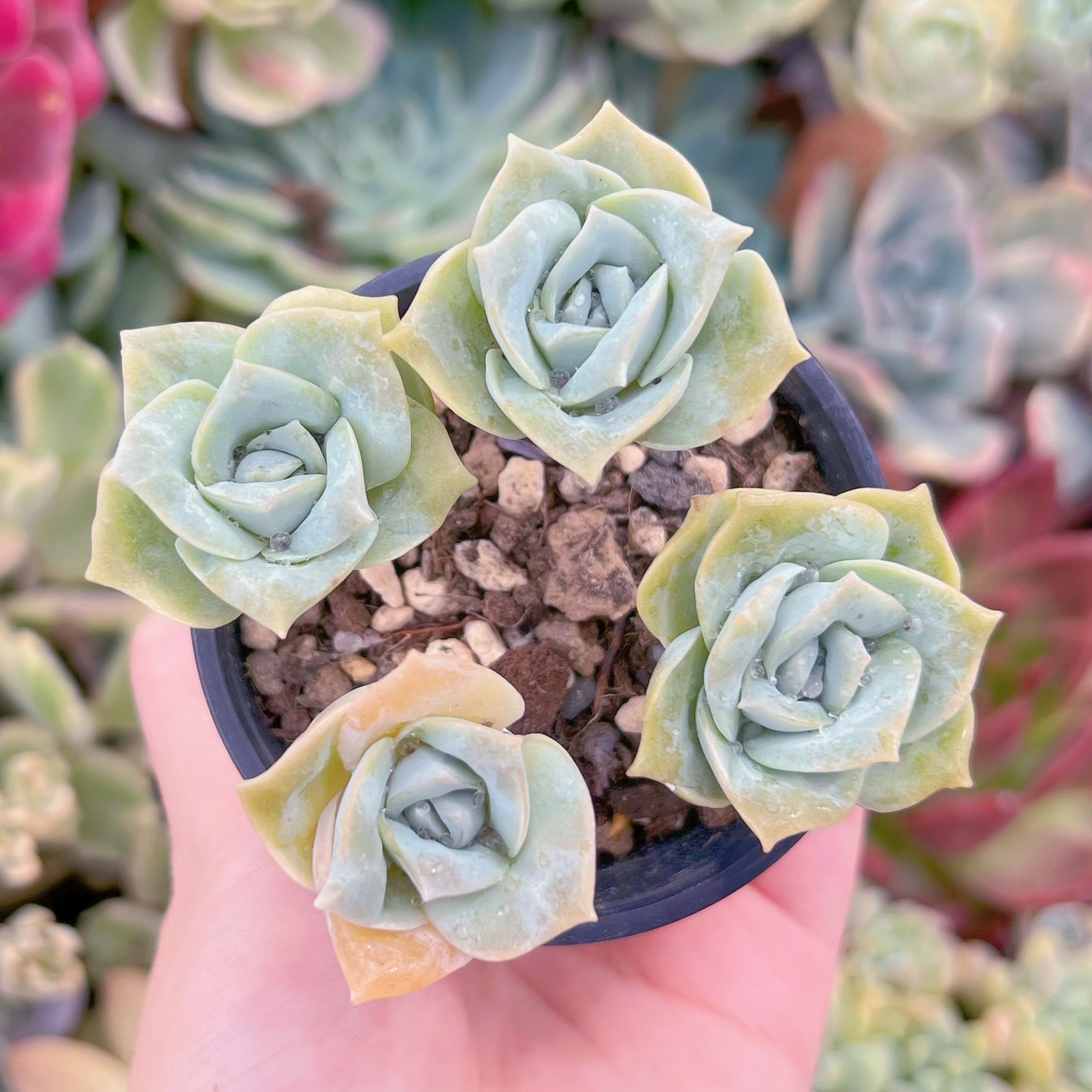 現品　ラブリーローズ#267　るる農園