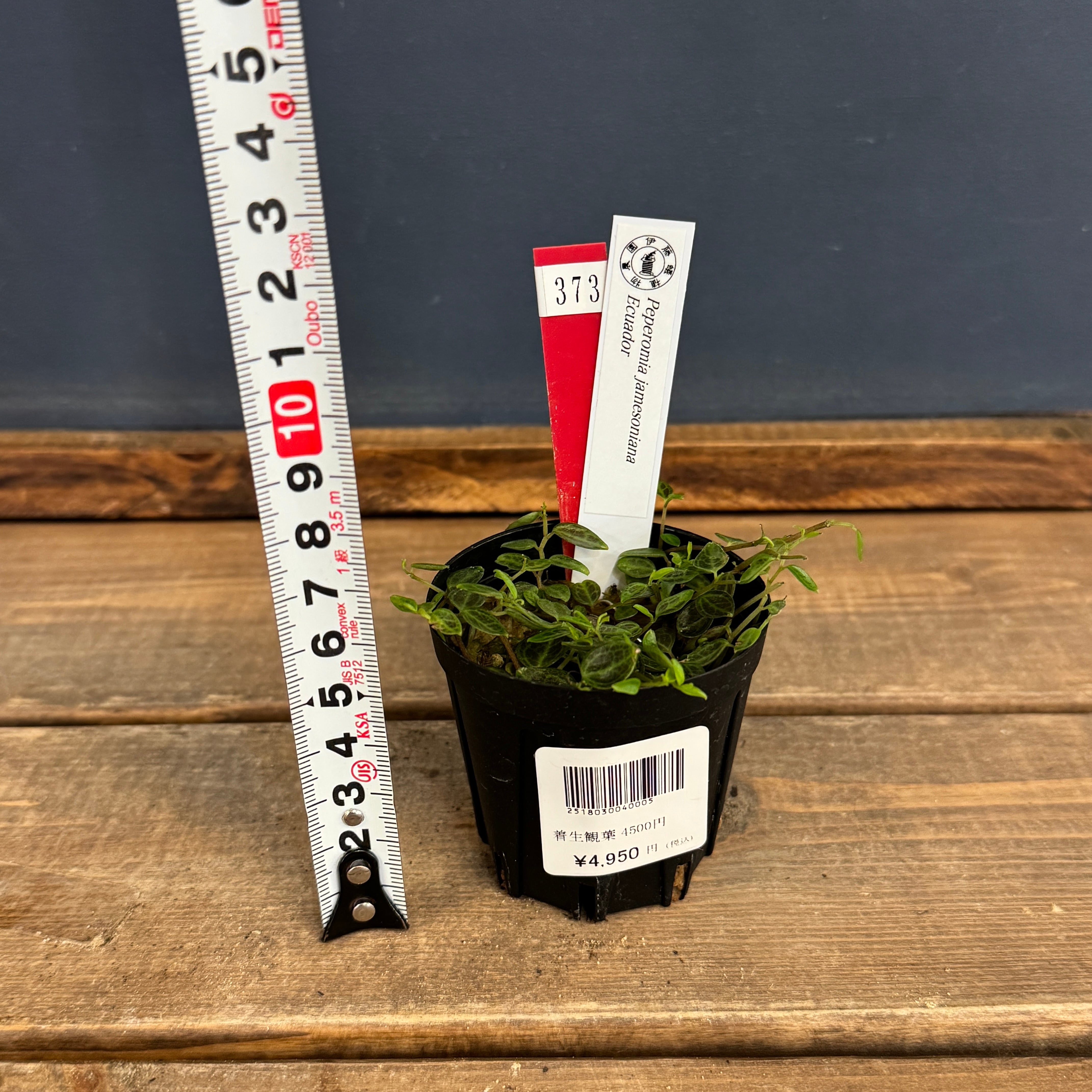 クリアランス】ペペロミア jamesoniana Ecuador【373】 | PROTOLEAF