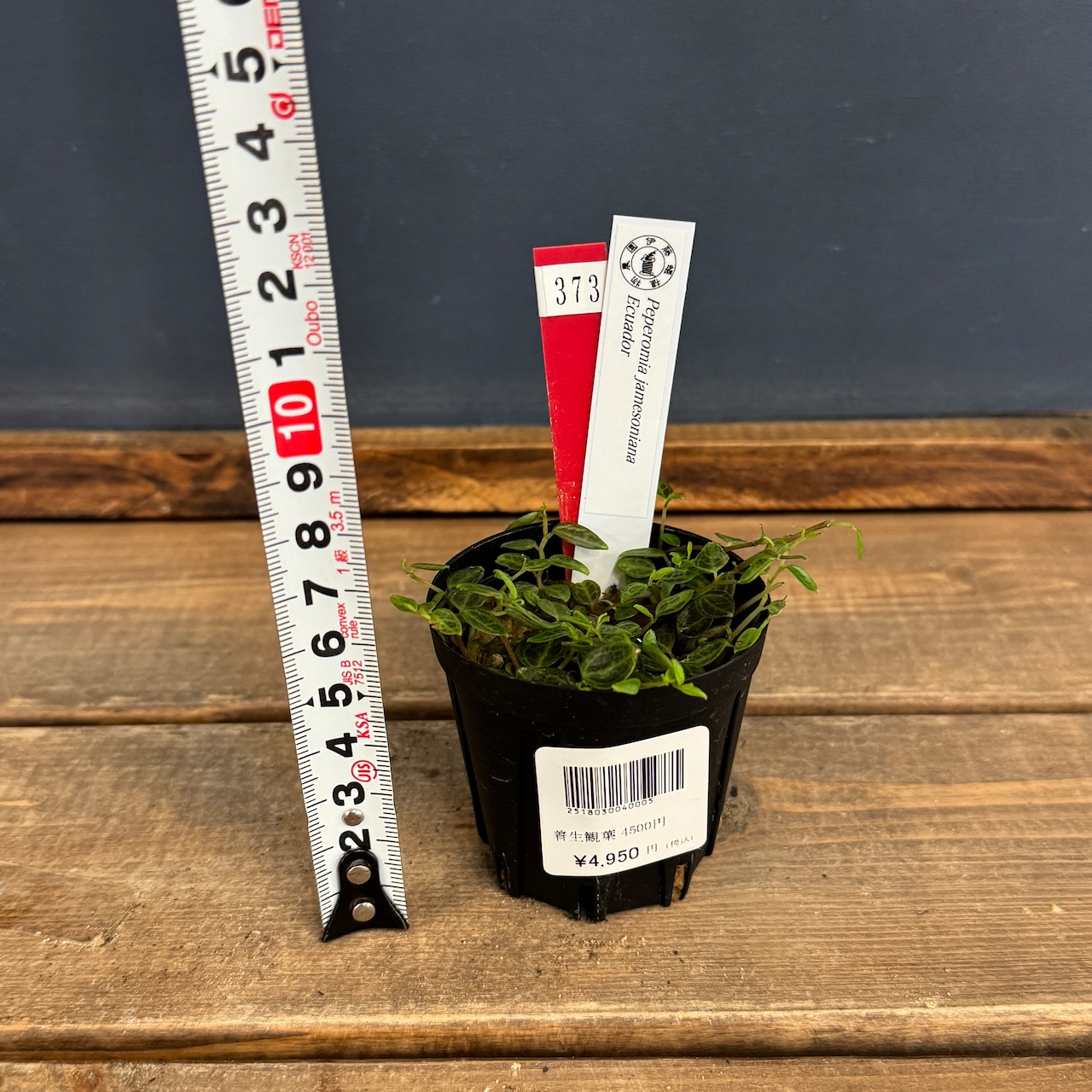 【クリアランス】ペペロミア jamesoniana Ecuador【373】