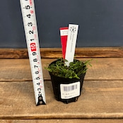 【クリアランス】ペペロミア jamesoniana Ecuador【373】