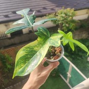 フィロデンドロン フロリダビューティー / Philodendron Florida beauty④