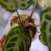 アンスリウム ドラヤキ × シルバーブラッシュ / Anthurium Dorayaki × Anthurium Silver brush⑯/ 観葉植物<育て方・花言葉>