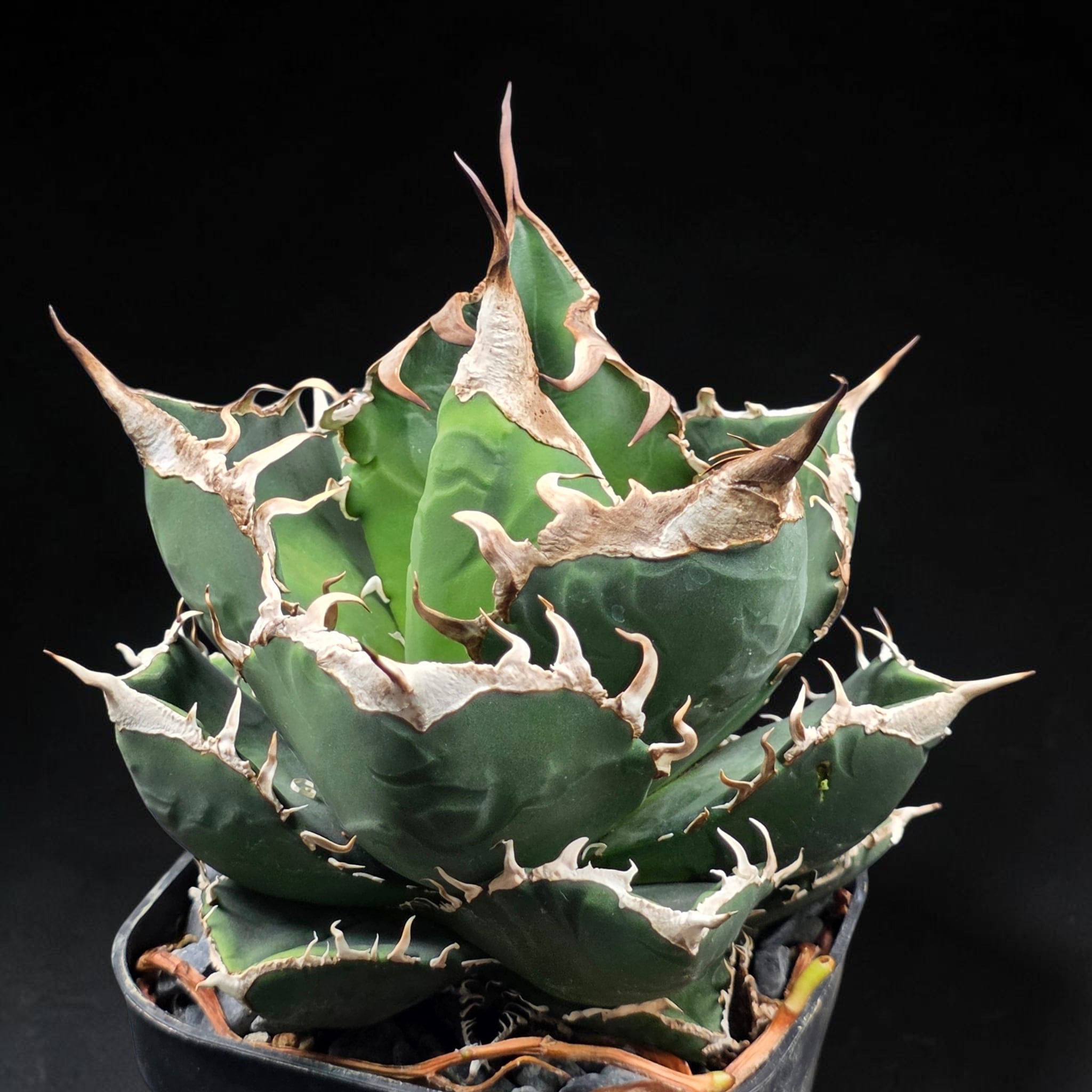 アガベ チタノタ 阿修羅 (Agave titanota 'Asura') | BRIDGE GARDEN