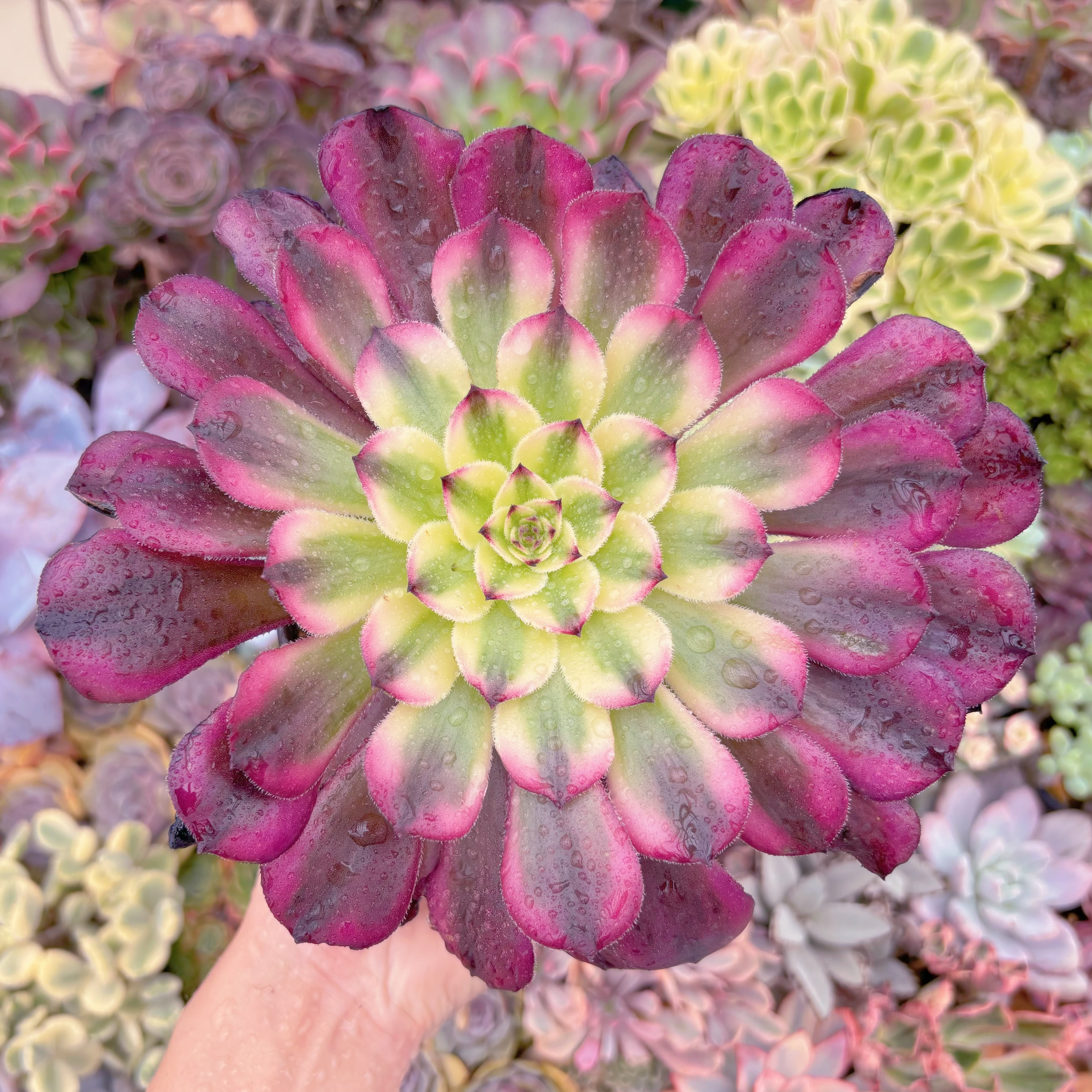 現品　白月光#876　大苗　るる農園