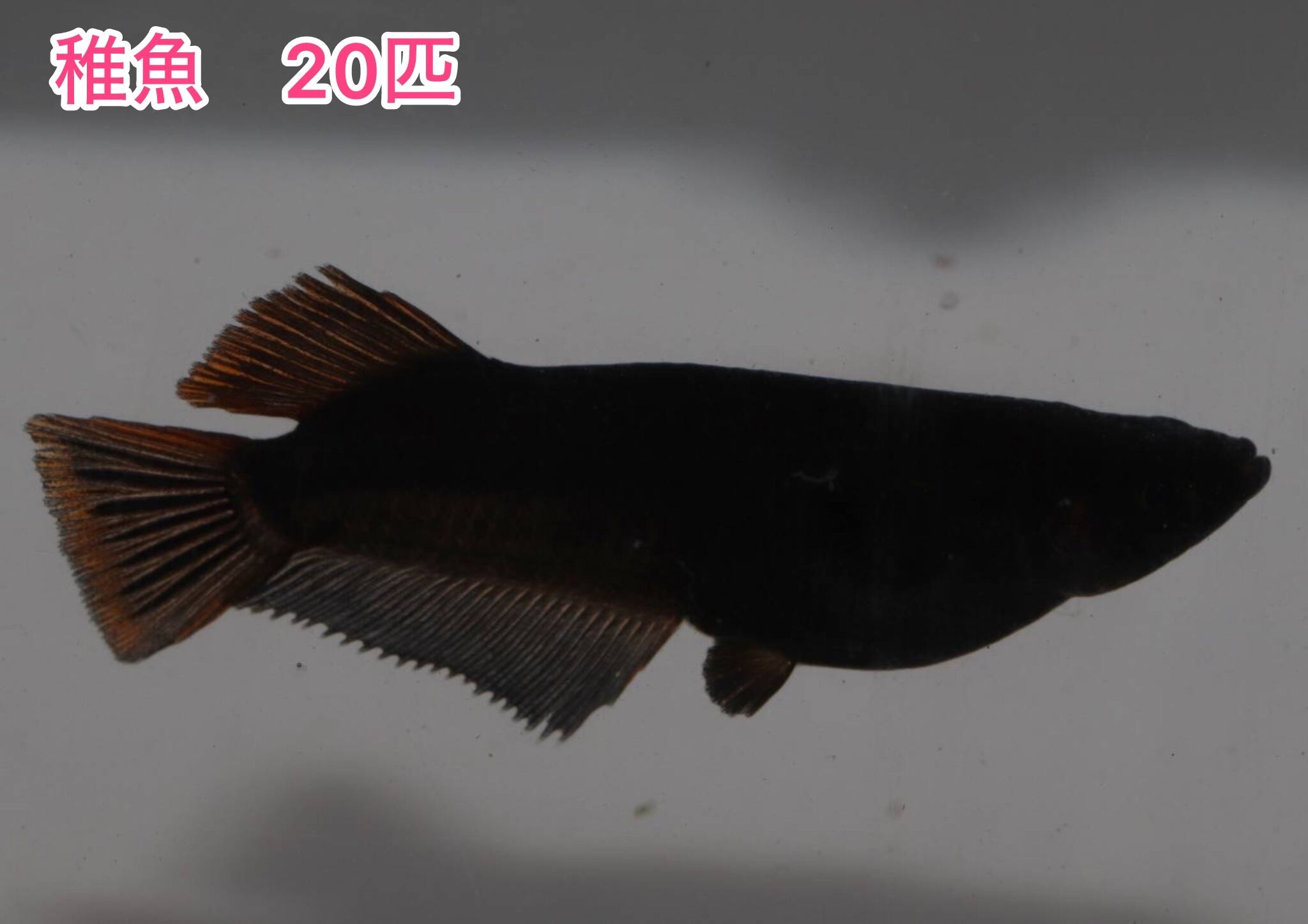 チャチャめだか直系極上】墨武1ペア（1匹おまけ） メダカ