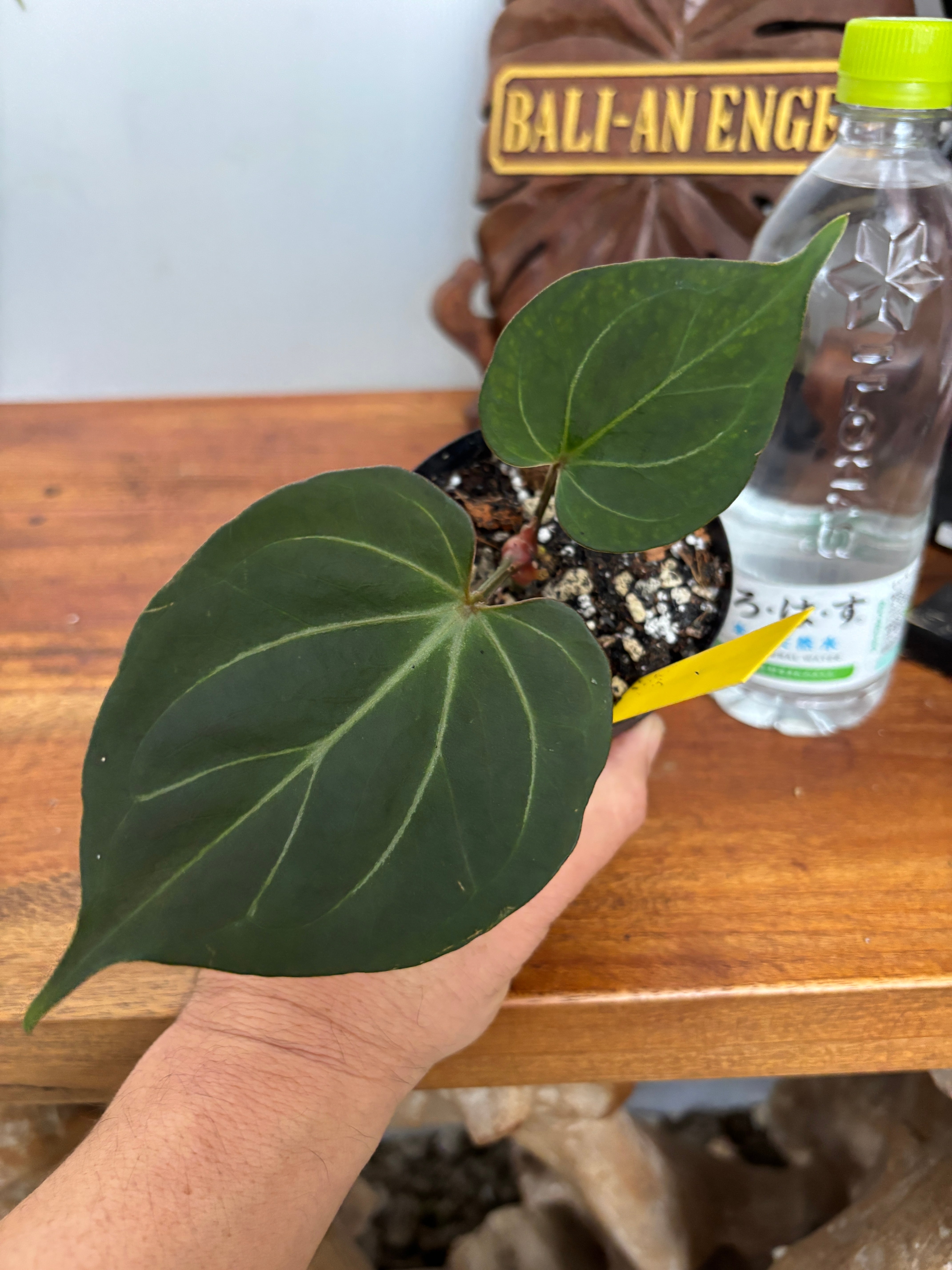 Anthurium | BA PLants