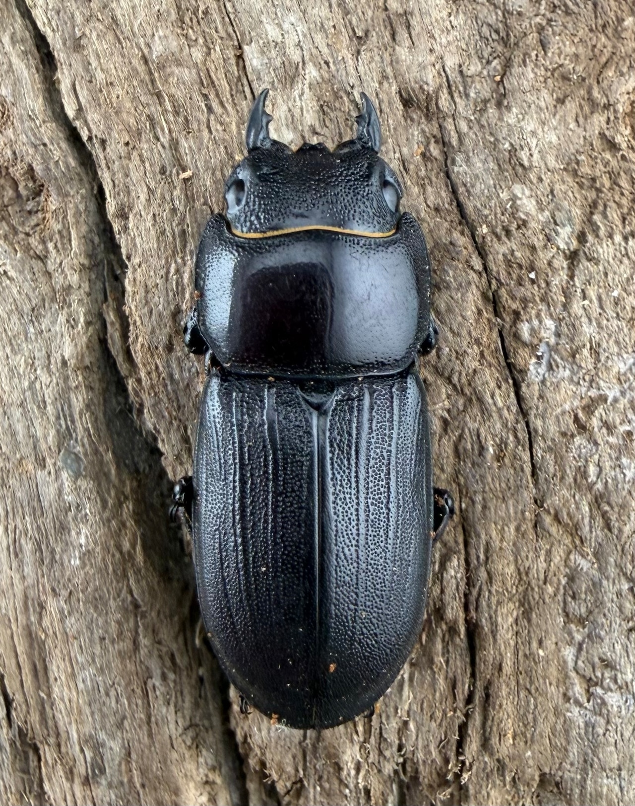 【WD】《ミークヒラタ イリアン西部亜種 33.5mm ペア》