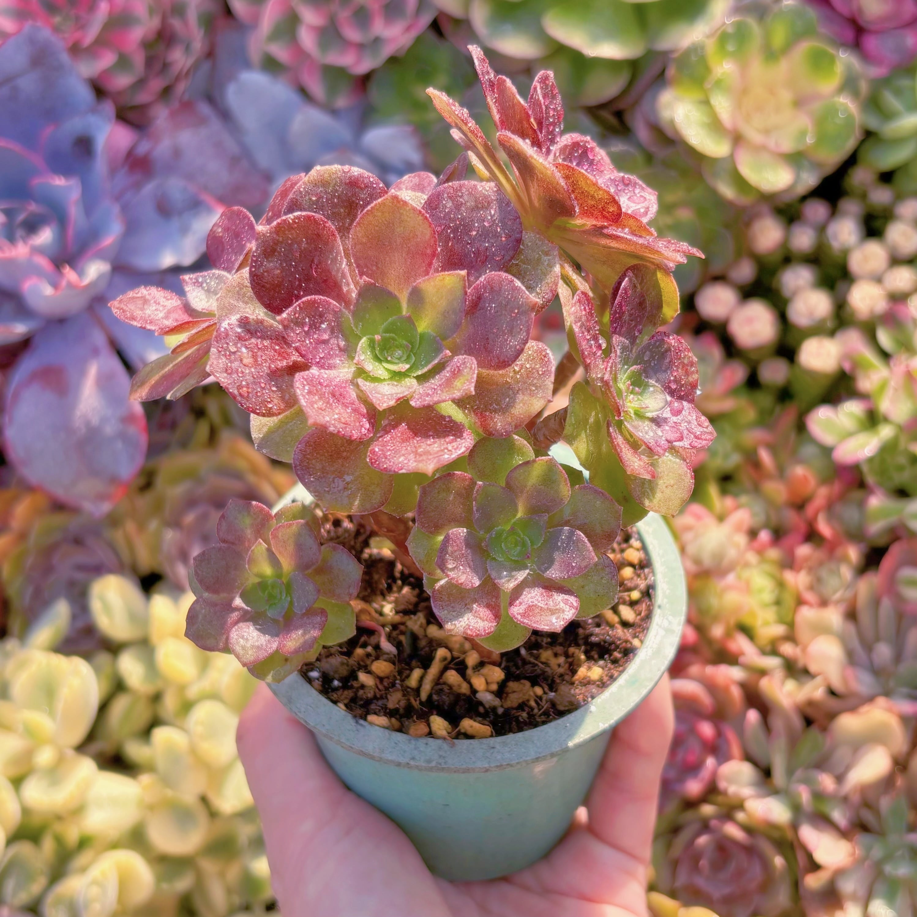 現品　赤焔蓮#E10　群生　るる農園