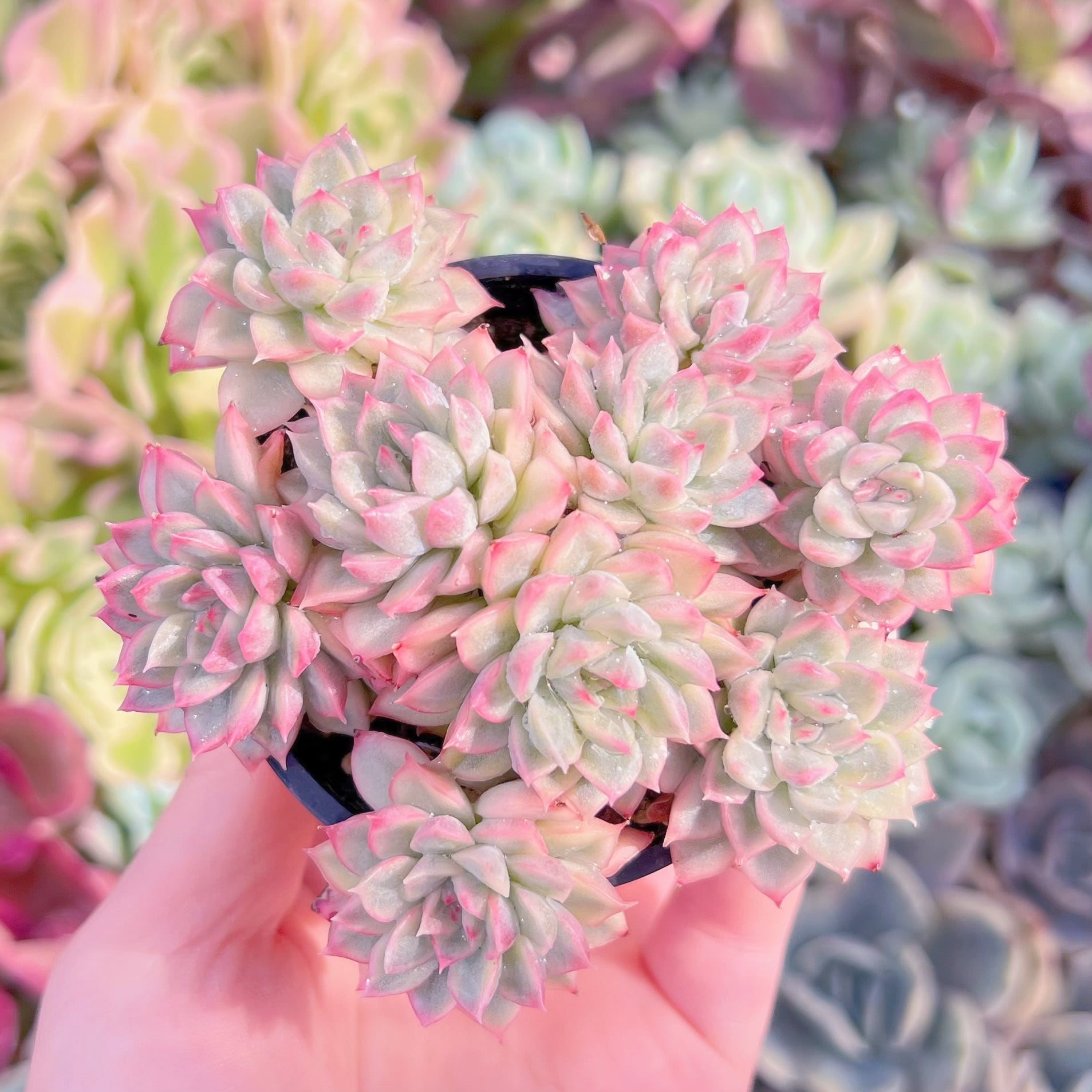 現品　Maibina#837　群生　るる農園