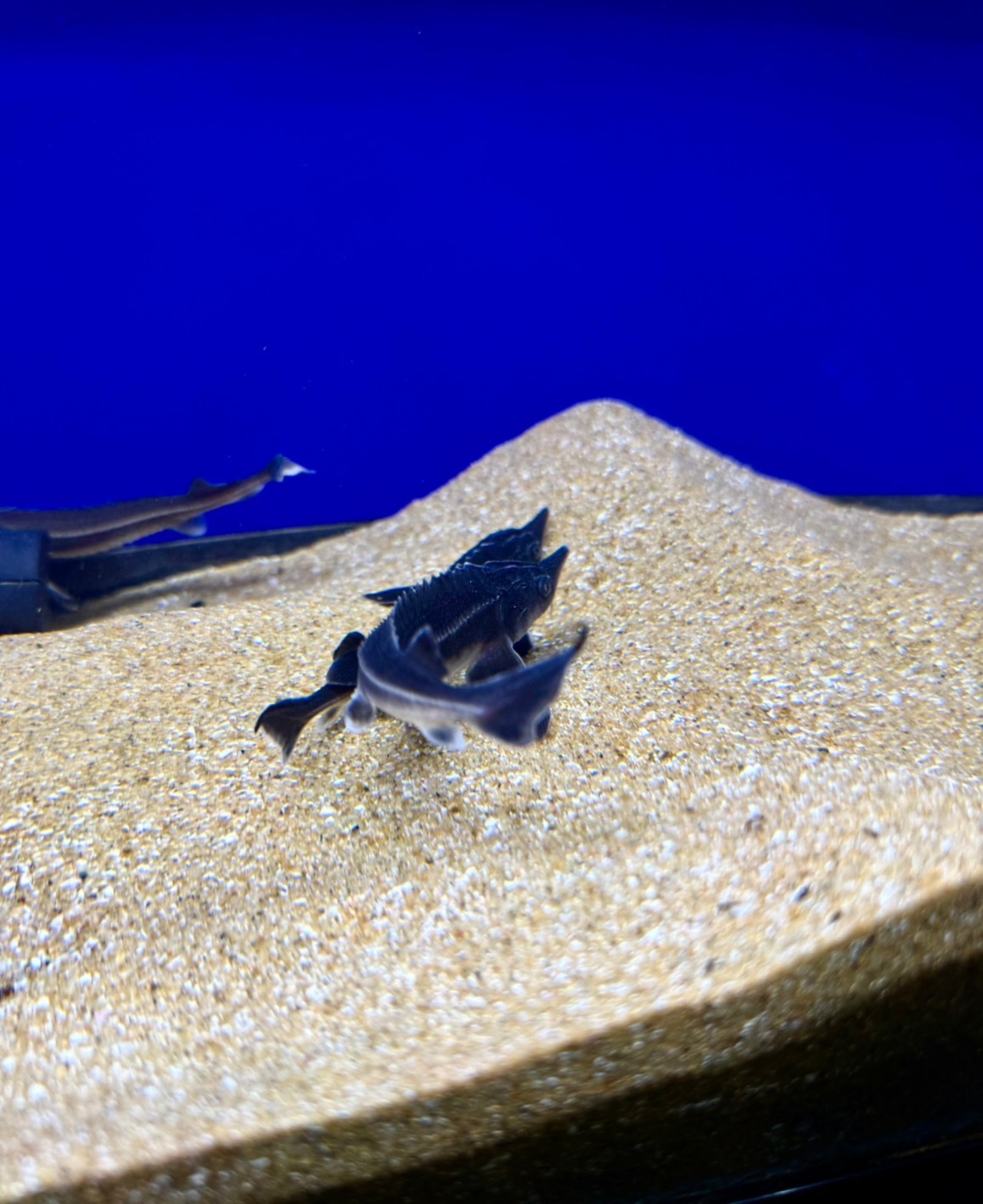 ベステルチョウザメ - 2