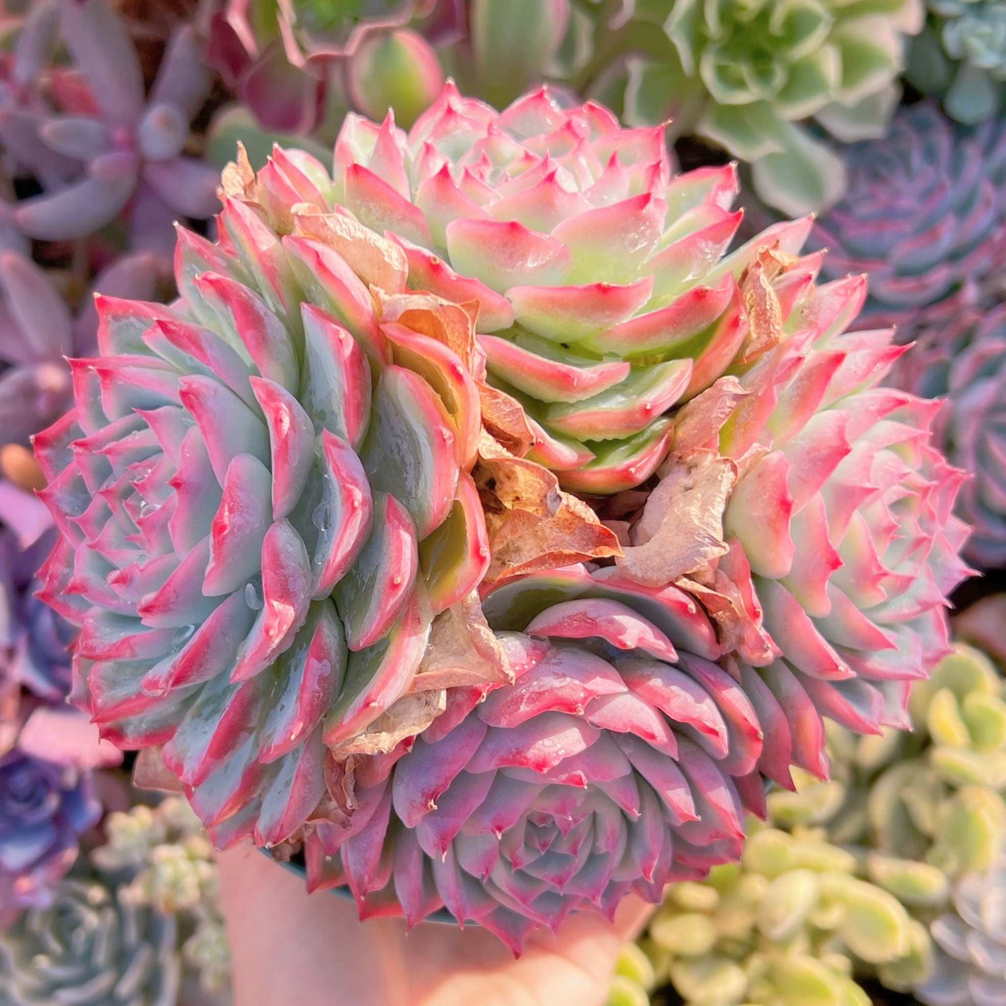 現品　シルエット#609　特大群生14cm苗　新入荷