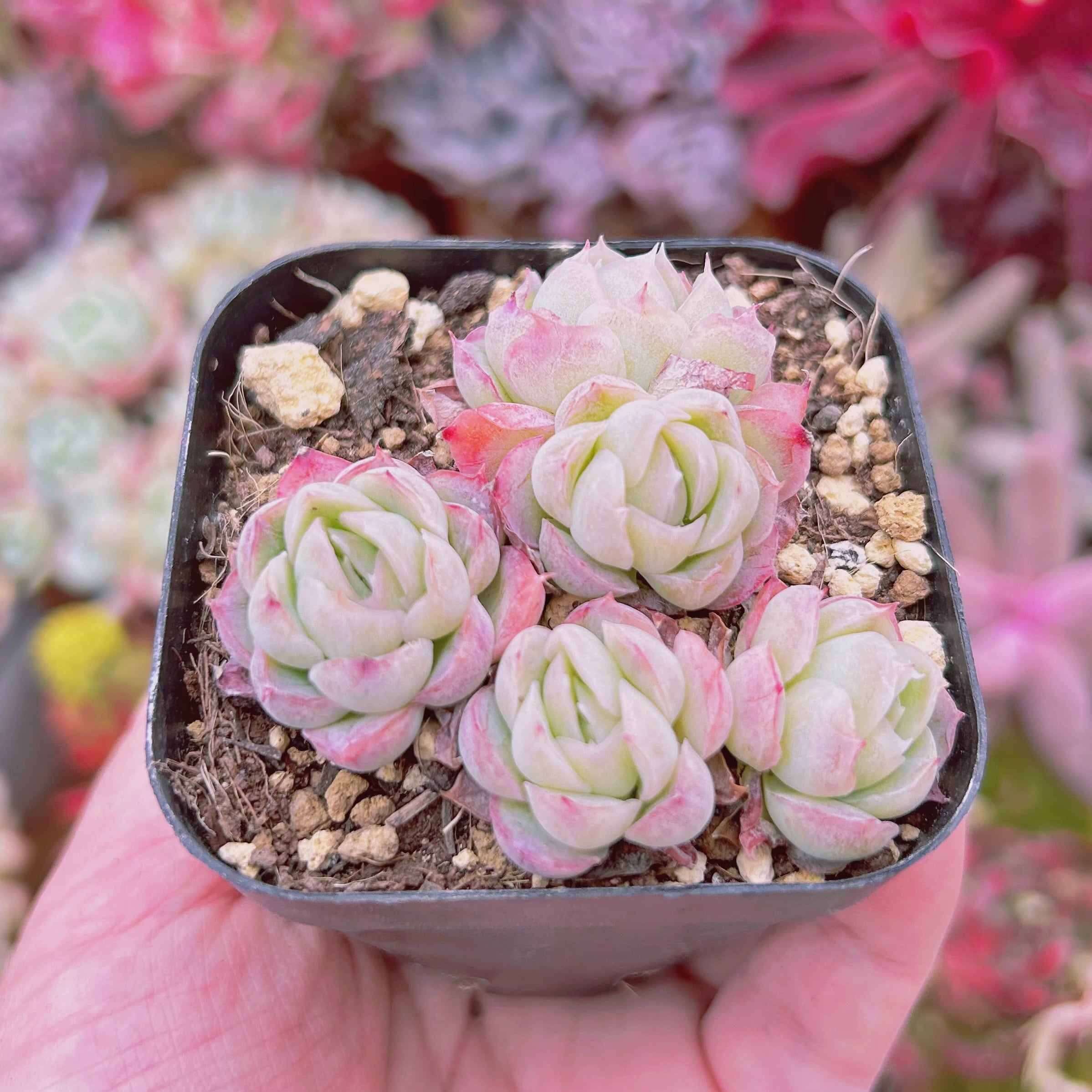 #276現物　多肉植物　ストロベリーアイス　抜き苗