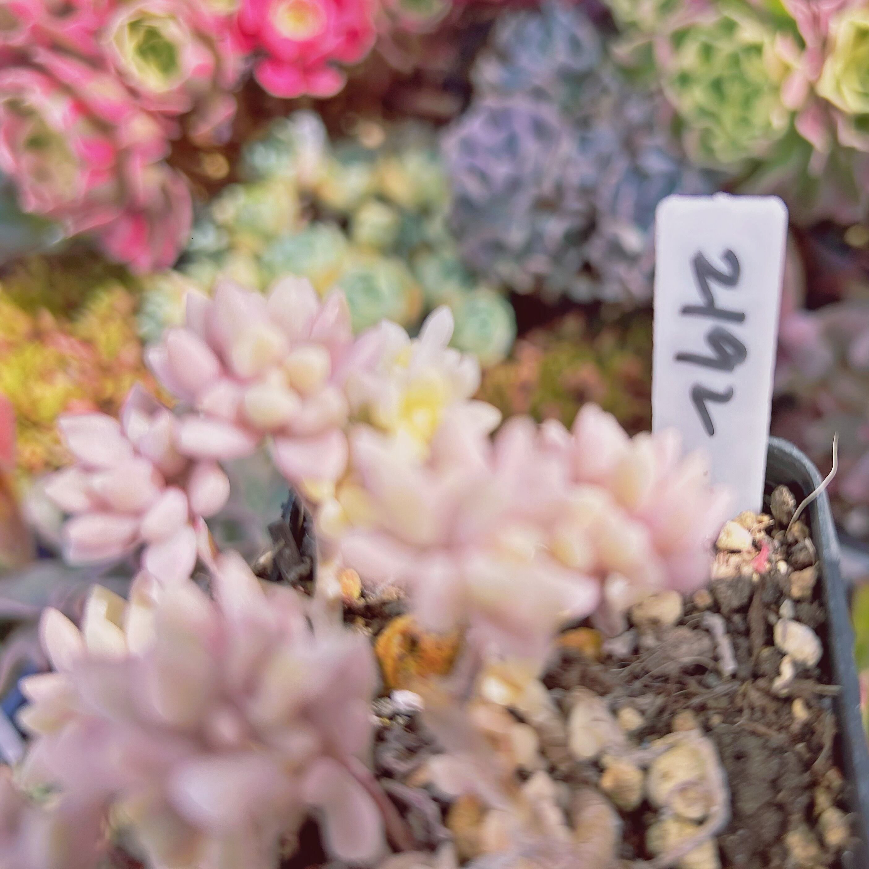 2192現物 多肉植物 ミリナエ錦 抜き苗 | るる農園~多肉植物専門