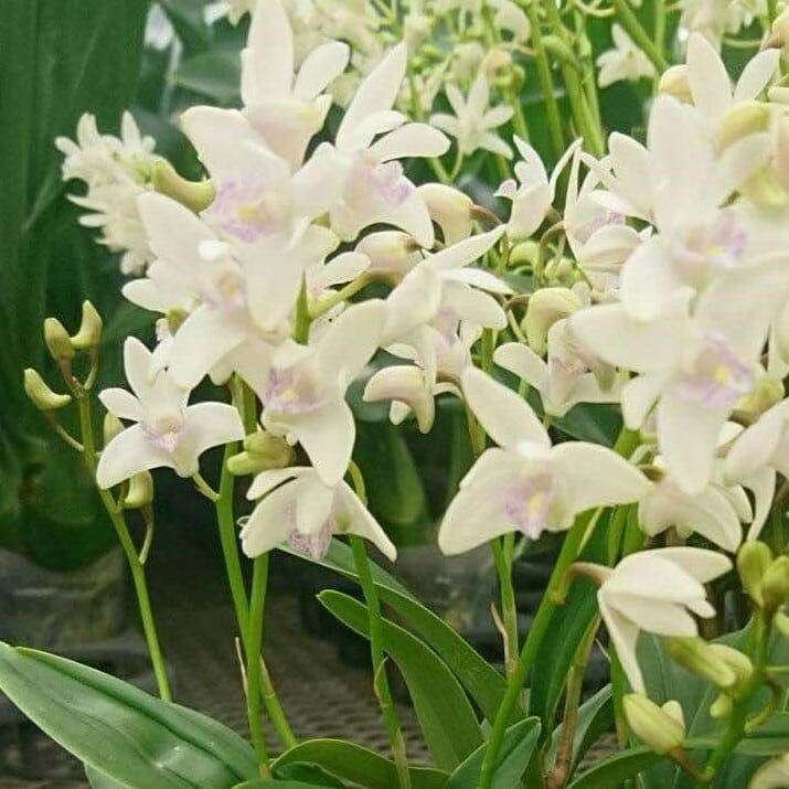 Den.kingianum 恋うさぎ【着生ラン】苔テラリウム用ミニミニポット