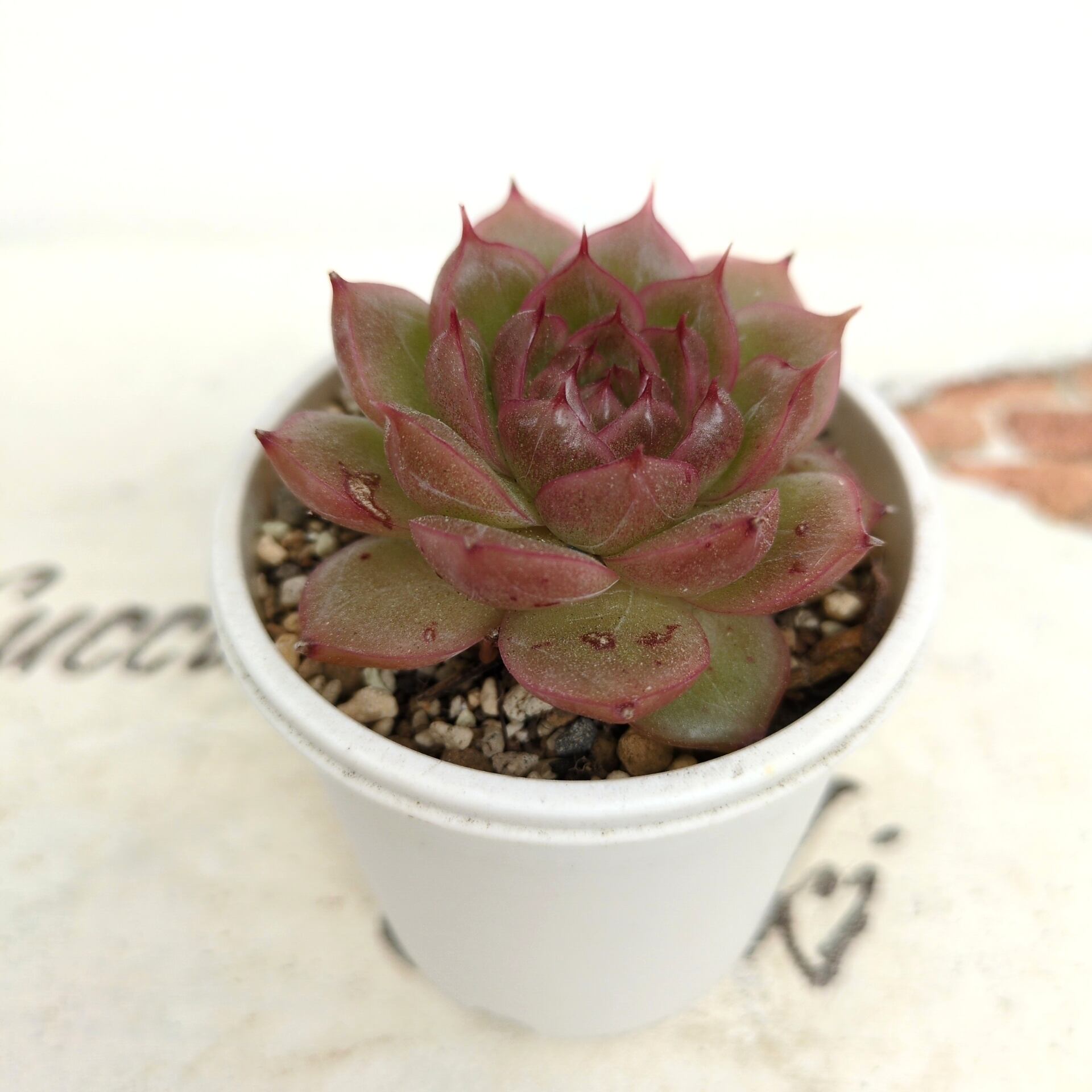 多肉植物 スノーフェイス 抜き苗 | Pay ID