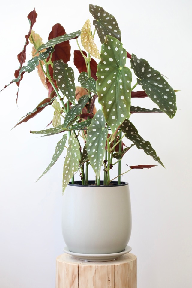 ベゴニアマクラータ/begonia maculata※陶器鉢付き