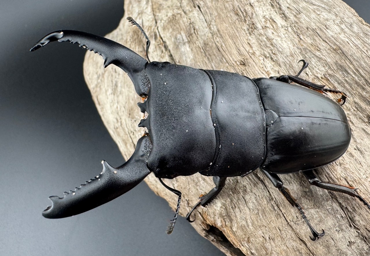 【WD】《ミンダナオヒラタ キダパワン産 86mm A’品ペア》