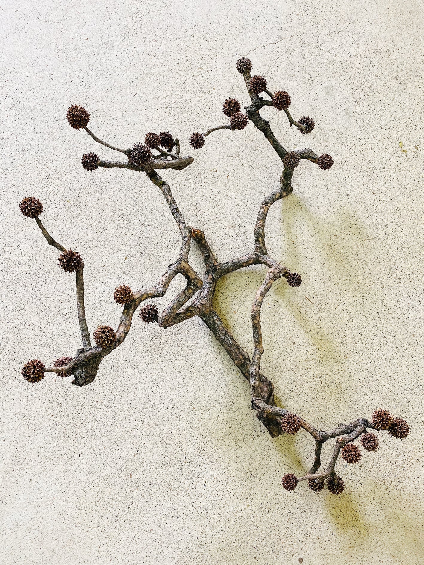 モミジバフウの実 大箱 | 草月陶房商店