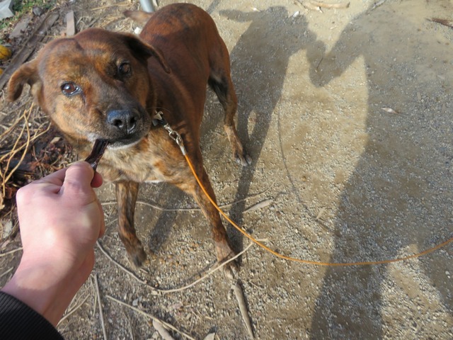 鹿肉　ペットフード用　ジャーキー1袋