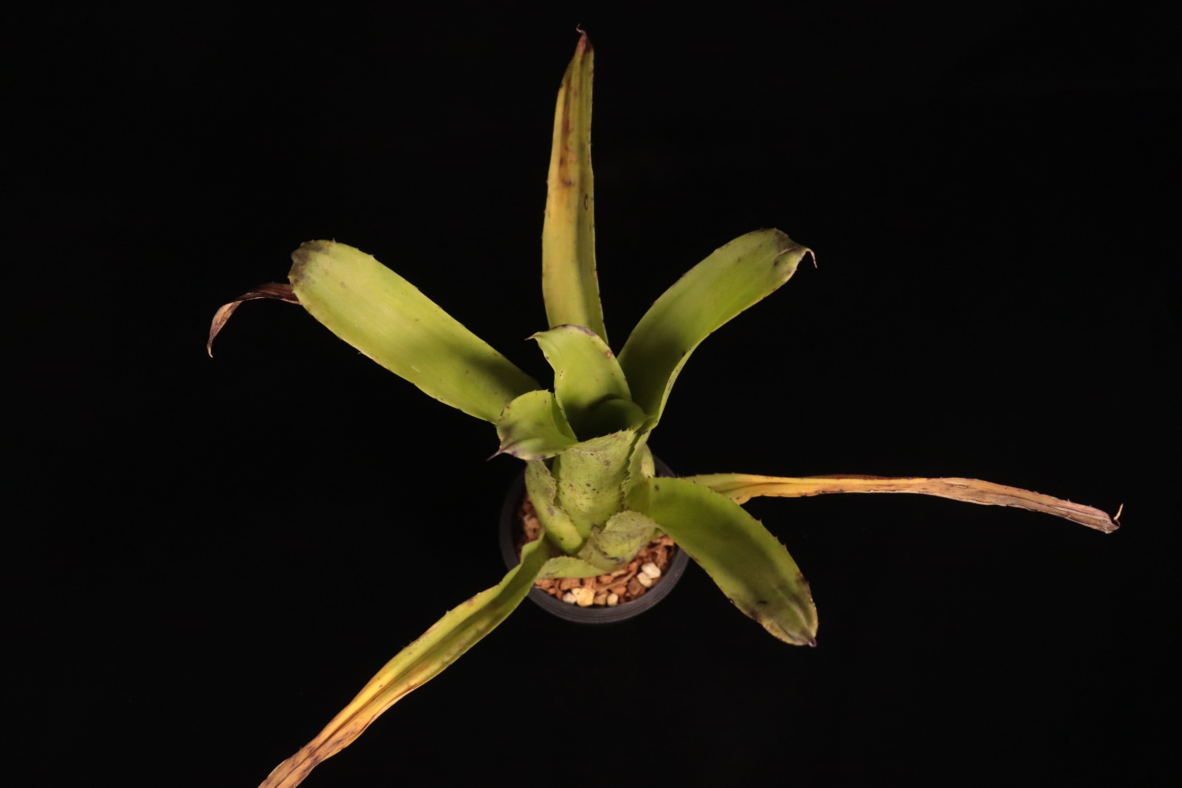 Hohenbergia edmundoi〔ホヘンベルギア〕H238 | plane plants