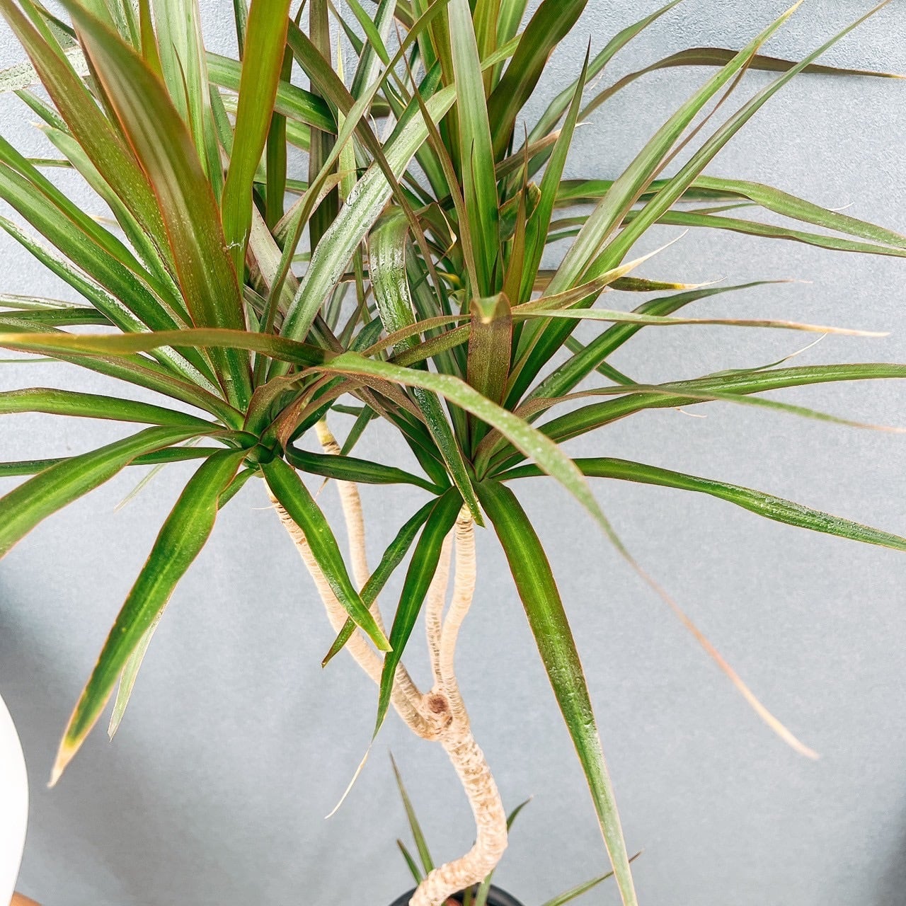 現品］7番 ドラセナ コンシンネ 曲がり 7号 観葉植物 大型 室内