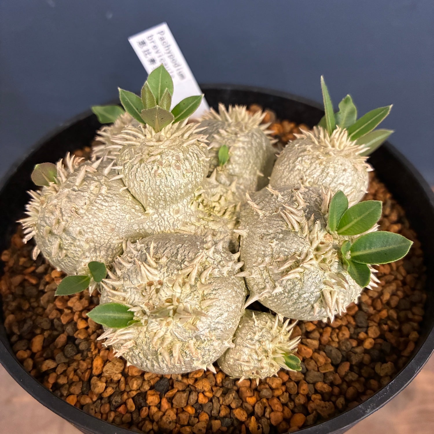 新着3日限定10%OFF】パキポディウム ブレビカウレ(恵比寿笑い)【548