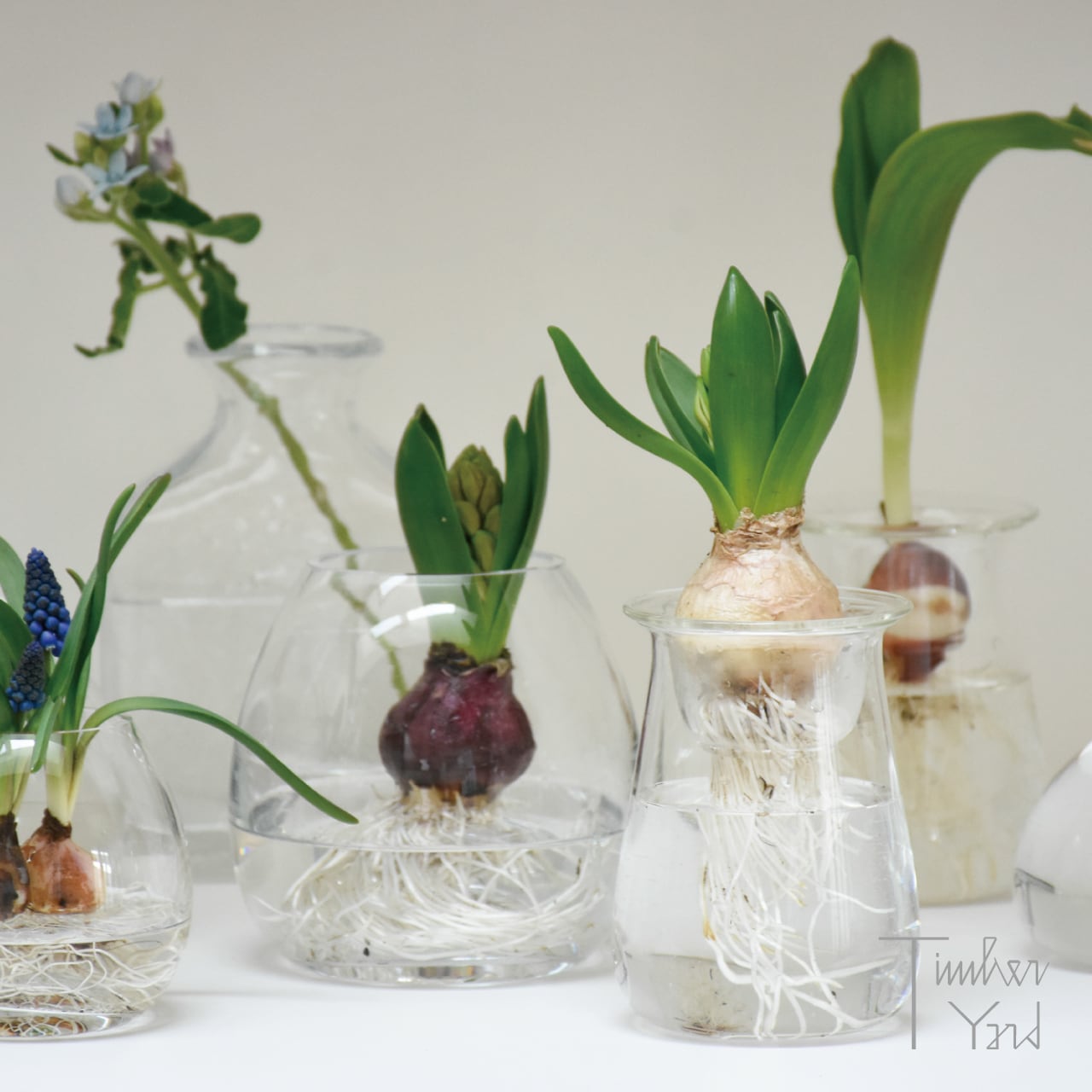 ネストセット / nest set / BOBCRAFT / ボブクラフト / 球根 / 水耕