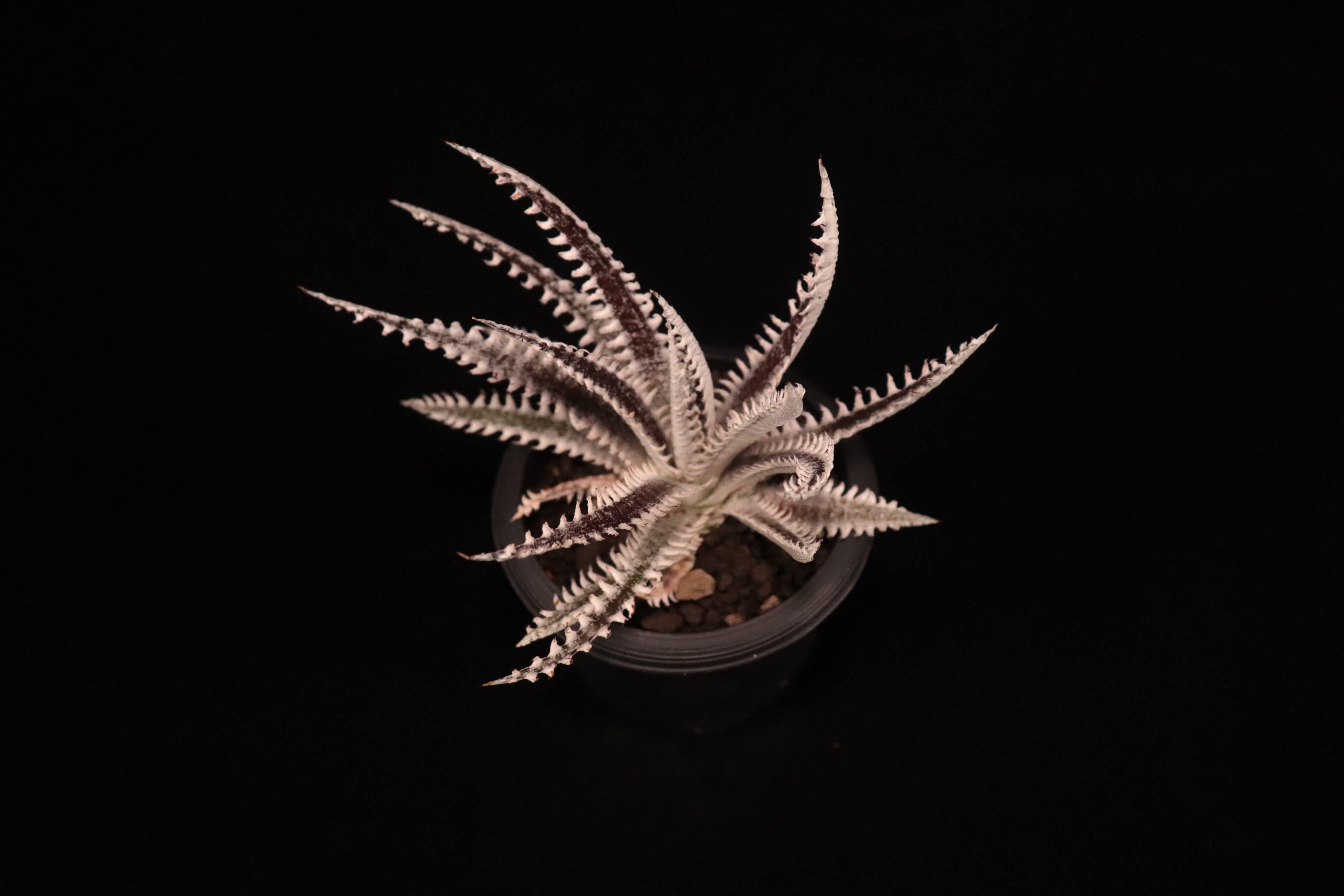 送料無料】Dyckia 'All Star'〔ディッキア〕現品発送D484-4 | plane plants