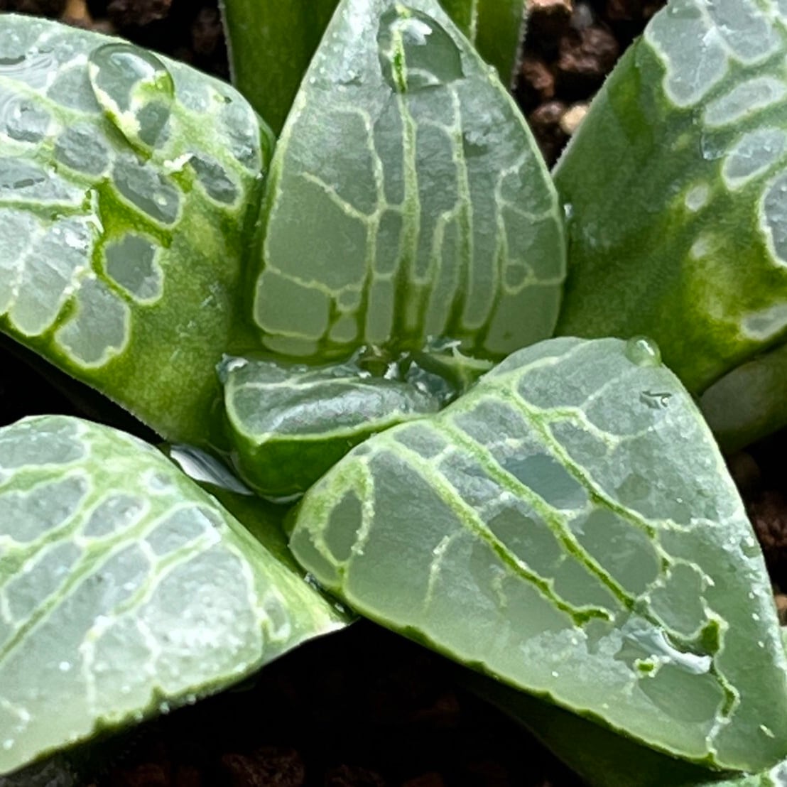 多肉植物 ハオルチア 巨大サークルオブライフ ハオルチア サークルオブライフ① | mocono_plants