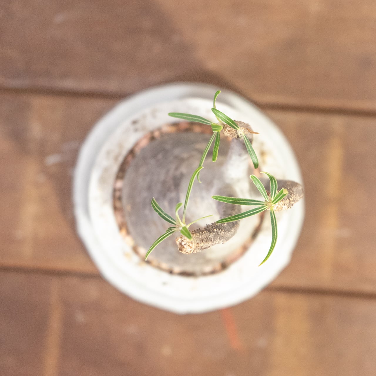 グラキリス（胴回り23cm）｜すらりと伸びた枝が美しい上品フォルムの塊根植物【発根済】【モルタル鉢仕立て】