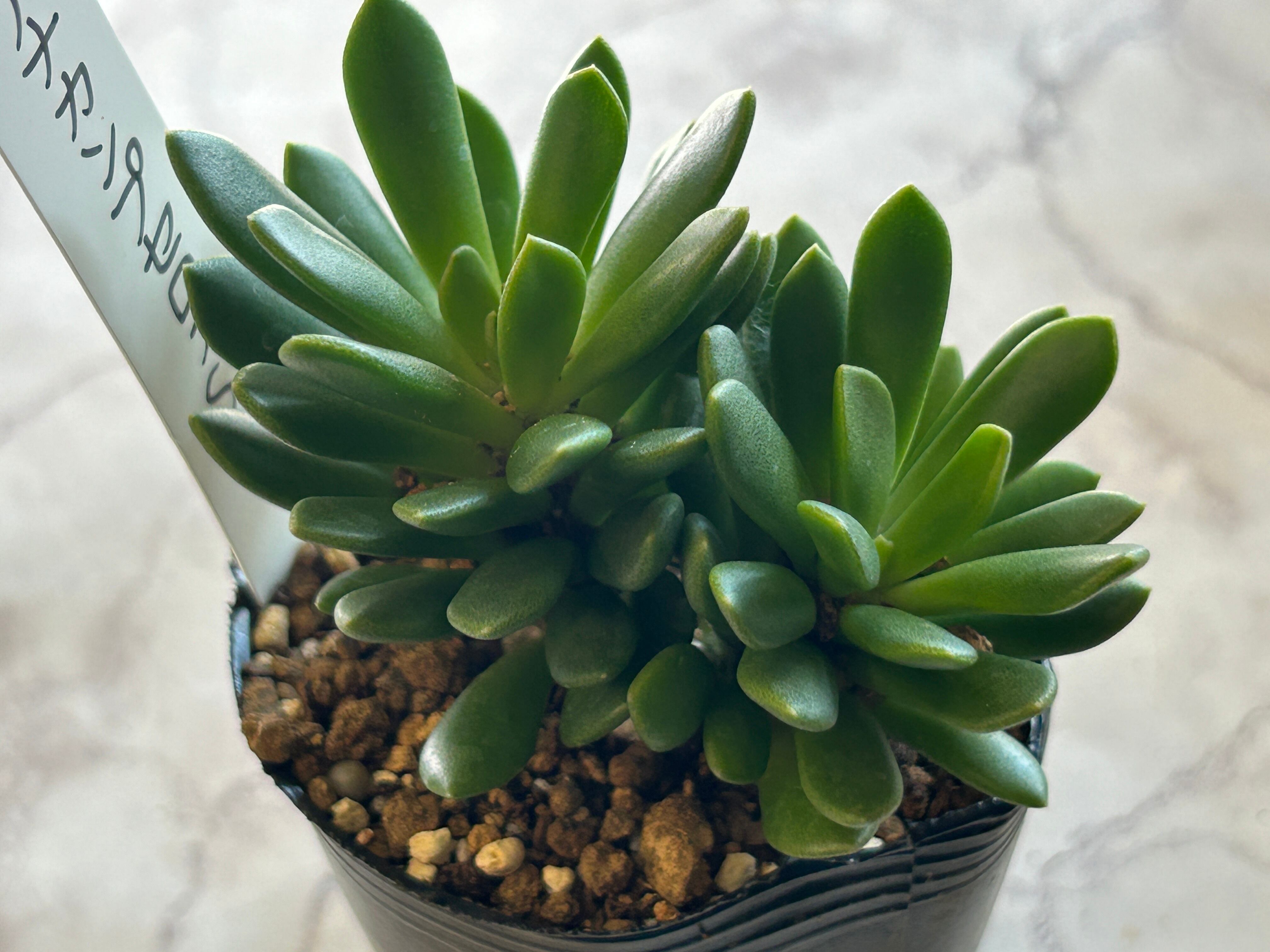 多肉植物 | GREEN JAM foliageplant