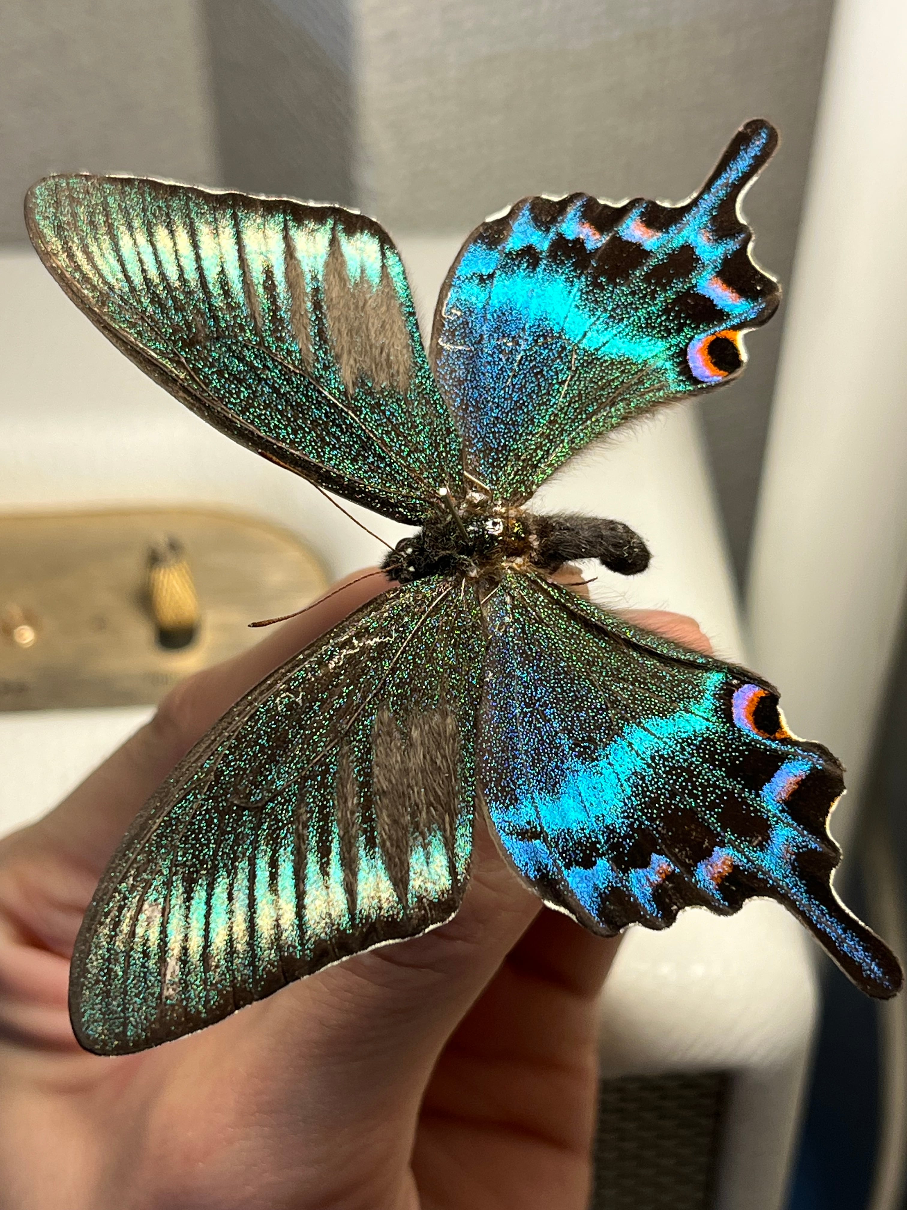 ミヤマカラスアゲハ 国産蝶標本 蝶標本 Papilio 標本 蝶 未展翅 採集品