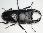 台湾オオクワガタ77mm ペアセット タイワンオオクワガタ | insect 