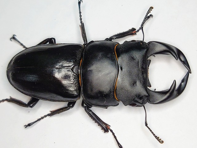 台湾オオクワガタ77mm ペアセット タイワンオオクワガタ | insect 