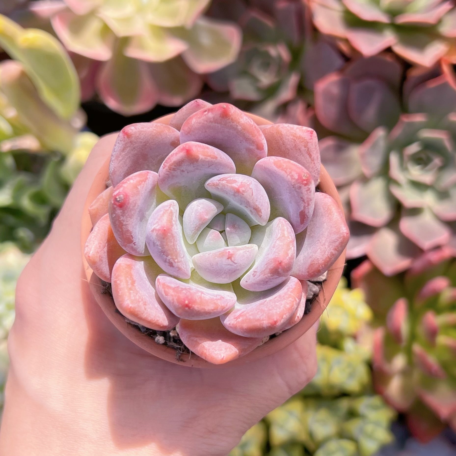 多肉植物 アイスグリーン sp 新入荷 るる農園 | るる農園~多肉
