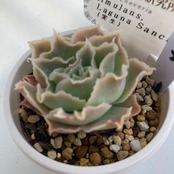 【現物商品】ECHEVERIA simulans,Laguna Sanchez ③ 原種 実生苗