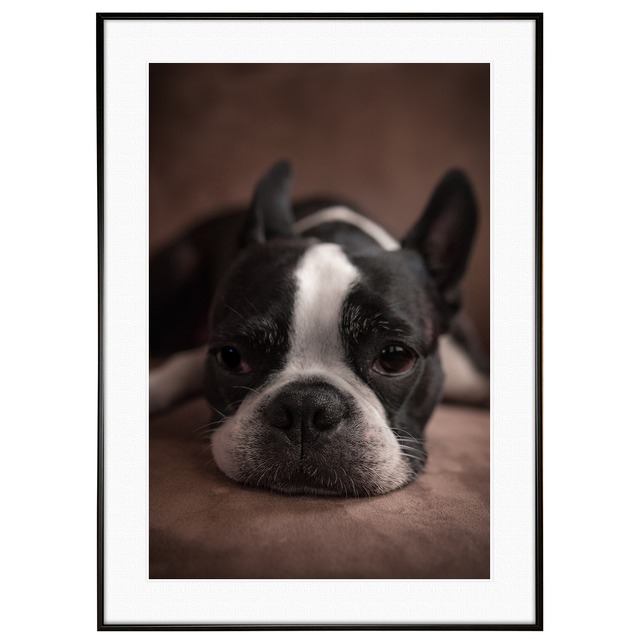 動物写真 犬 ボストンテリア インテリアアートポスター額装 AS1159