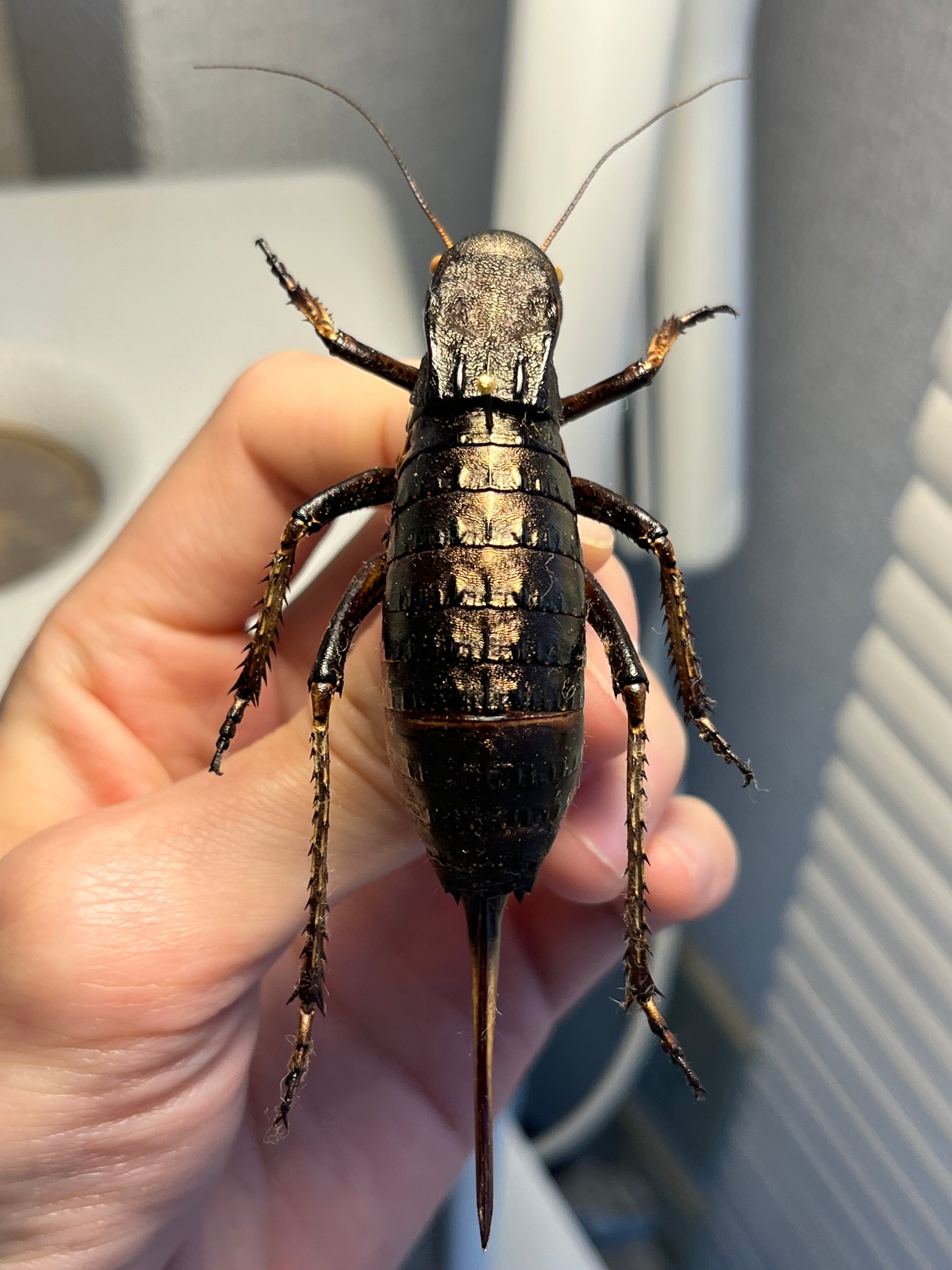 マキバネコロギス 昆虫標本バッタ キリギリスコロギスリオック直翅類