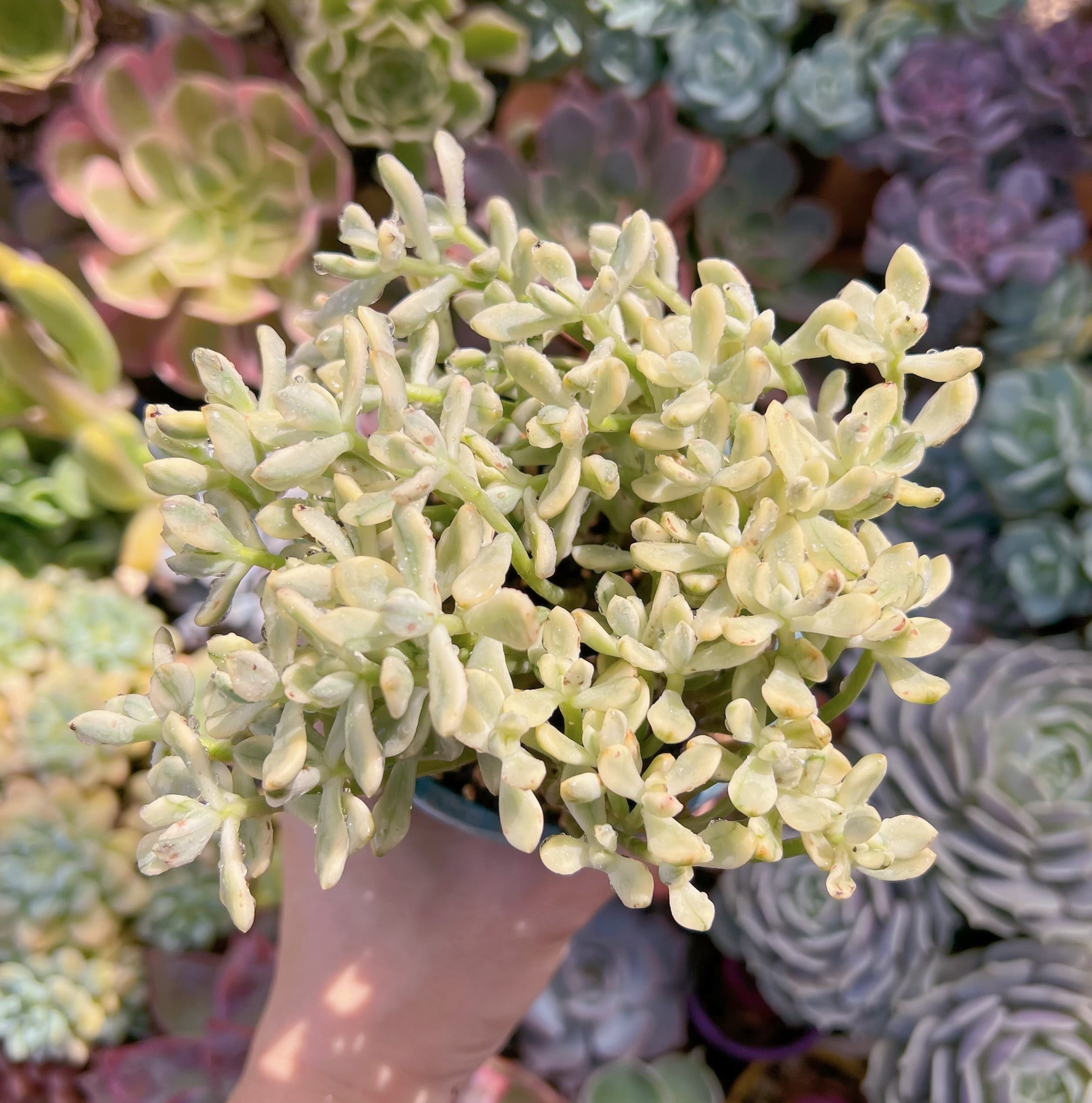 多肉植物　新品種　Sedum  マイキーシュガー錦　特大　るる農園