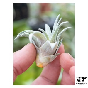 Tillandsia heubergeri（Espirito Santo, Brazil）【現品】