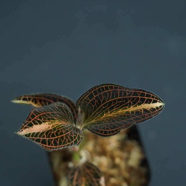 ◆現品◆アネクトキルス sp. 'Nan Red Vein'× Anct. siamensis ’White Center’【ジュエルオーキッド宝石蘭／TheGAKI】#618