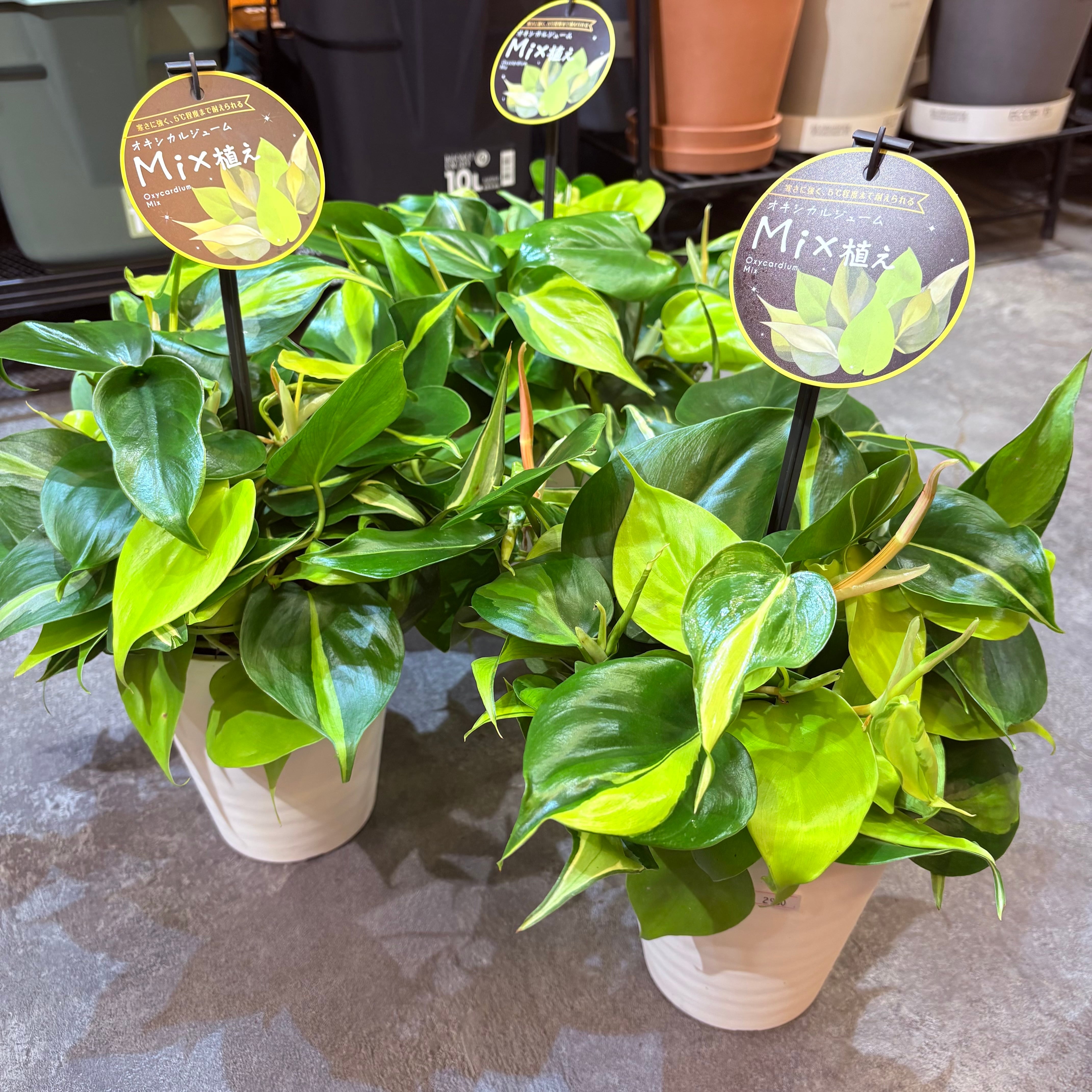 アンスリウム ワロクアナム 4号 | Green Vibes 宇都宮市の観葉植物専門店