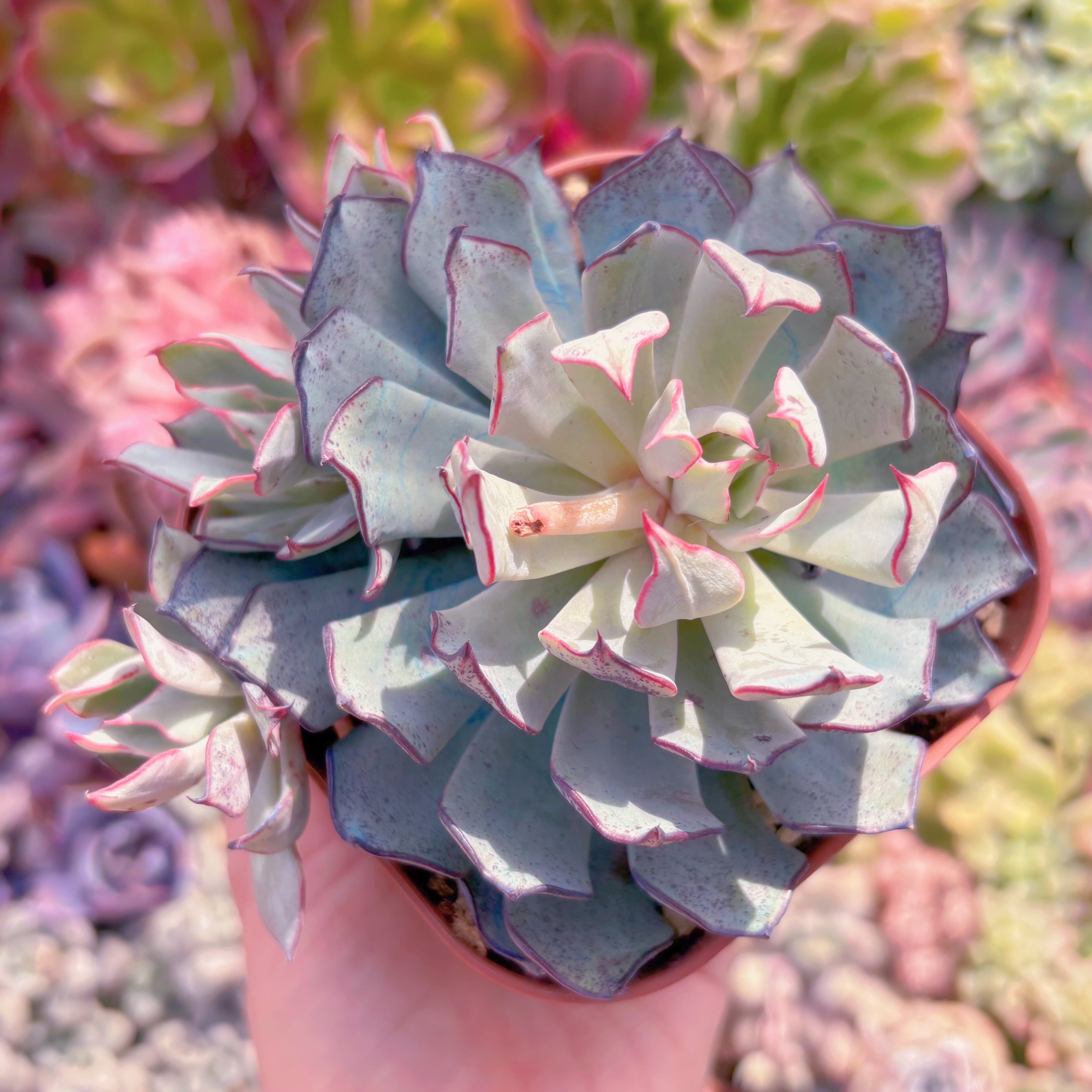 現品　ストリクチフローラ#A23　大苗　るる農園