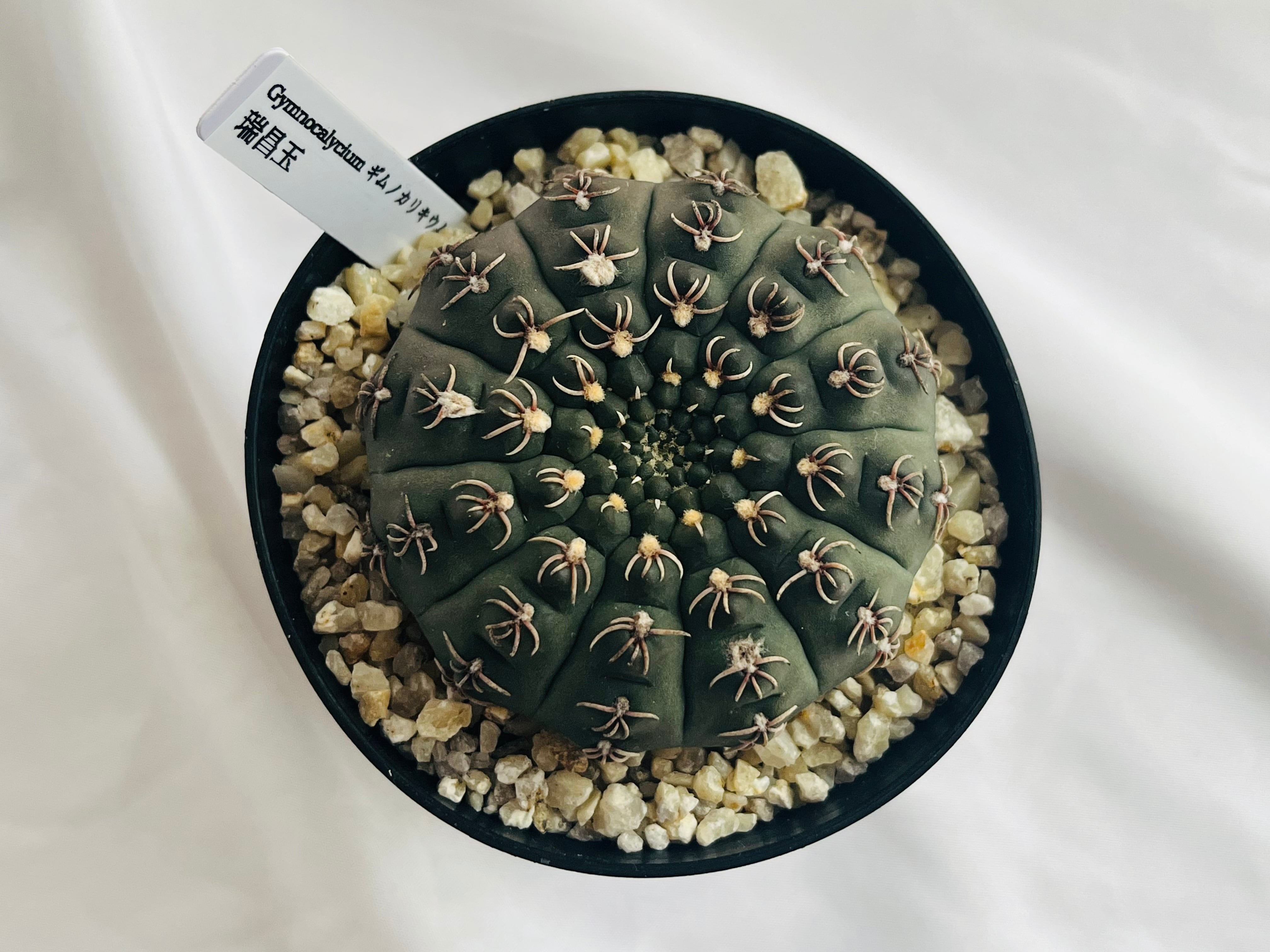Gymnocalycium stellatum var. kleinianum ギムノカリキウム 瑞昌玉
