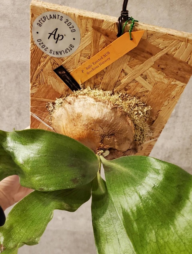 P.Hillii Erected AUS【artPLANTs】ビカクシダ/Platycerium