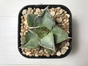 アガベ チタノタ ’鰐亀’（ワニガメ）