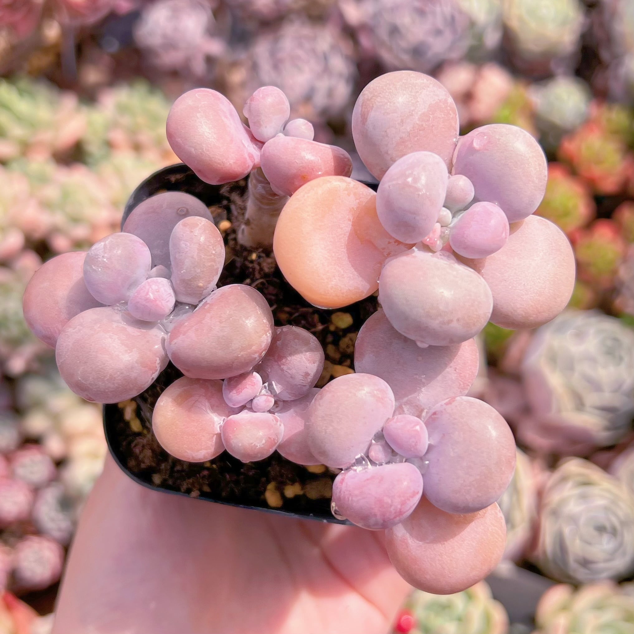 現品　桃卵#D06　新入荷