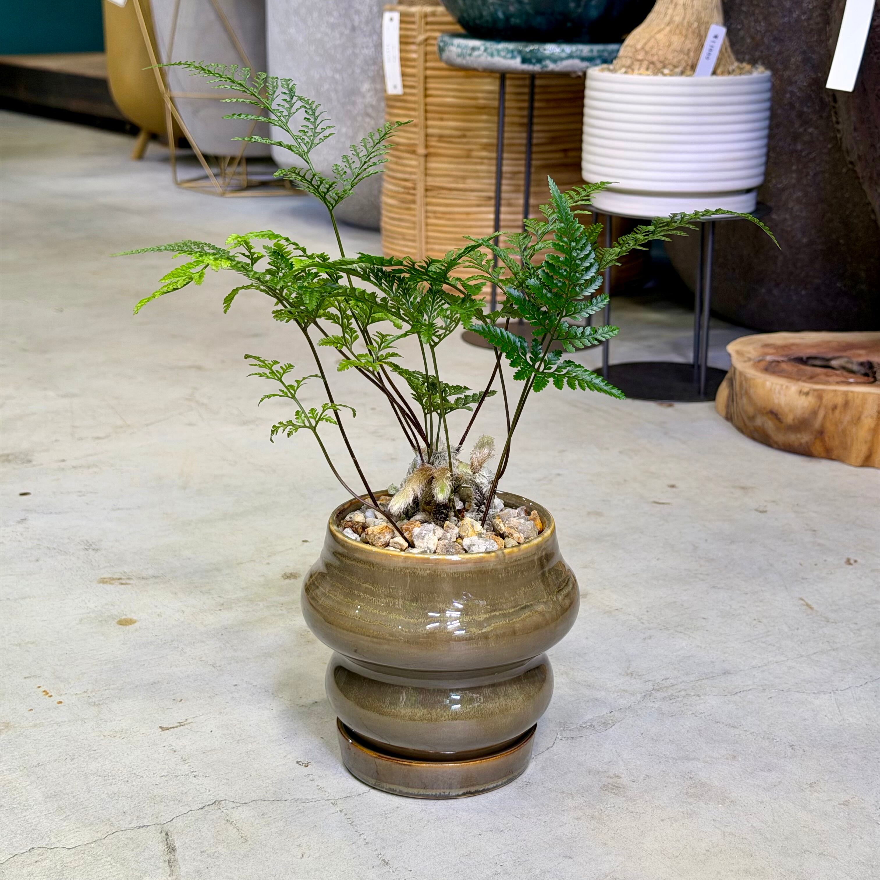 のぶのぶ しのぶ（忍） | barrelplants_BONSAI