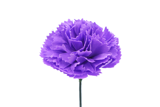 カーネーションC-PU3 ミディアムバイオレット (15輪入りor25輪入り)